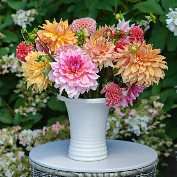 Summer’s Pride Dahlia Collection 4 Summer’s Pride Dahlia Collection - Image 2
