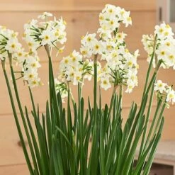 Paperwhite 'Wintersun' In Linen Bag -Garden Bloomy Shop x600 38824