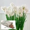 Paperwhites In Linen Bag -Garden Bloomy Shop x600 38827