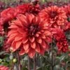 Dahlia 'Danique' -Garden Bloomy Shop x600 38829