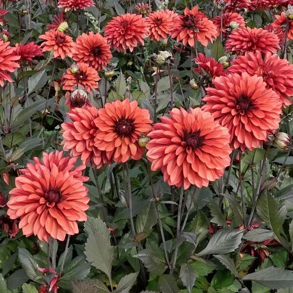 Dahlia 'Danique' 4 Dahlia 'Danique' - Image 2