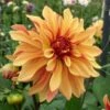 Dahlia 'French Cancan' 1 Dahlia 'French Cancan' -Garden Bloomy Shop x600 38831
