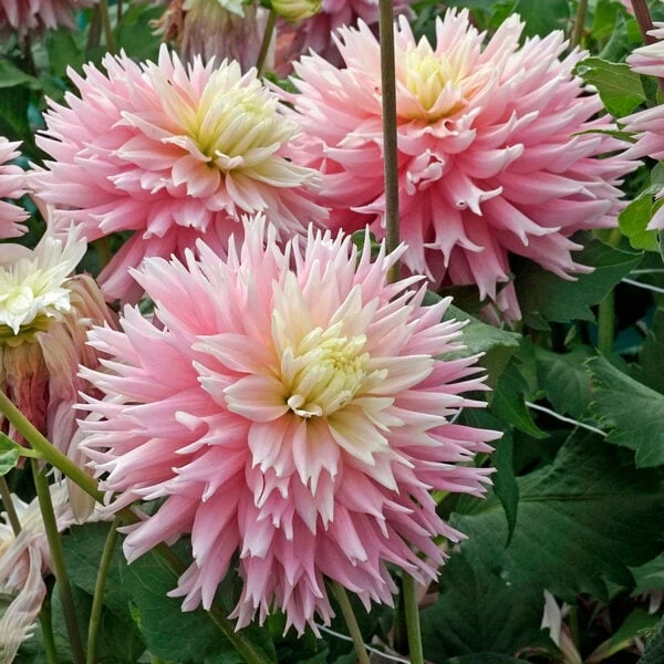 Dahlia 'Just Married' 3 Dahlia 'Just Married'