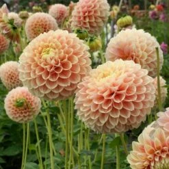Dahlia 'Sweet Suzanne' -Garden Bloomy Shop x600 38840