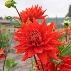 Dahlia 'Vulcan' -Garden Bloomy Shop x600 38845