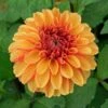 Dahlia 'American Sunset' -Garden Bloomy Shop x600 38848