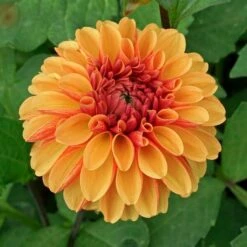 Dahlia 'American Sunset'
