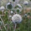Echinops Sphaerocephalus 'Arctic Glow'