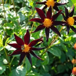 Dahlia 'Verrone's Obsidian' -Garden Bloomy Shop x600 38884