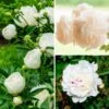 Fragrant White Peony Collection -Garden Bloomy Shop x600 38949