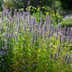 Agastache 'Blue Fortune' 11 Agastache 'Blue Fortune' -Garden Bloomy Shop x600 38977