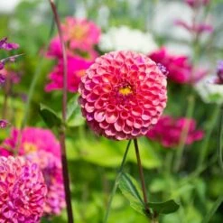 Dahlia 'Caitlin's Joy' -Garden Bloomy Shop x600 38981