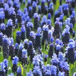 Muscari Latifolium -Garden Bloomy Shop x600 39519