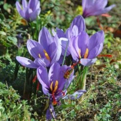 Crocus Sativus: Saffron Crocus 7 Crocus Sativus: Saffron Crocus -Garden Bloomy Shop x600 39520