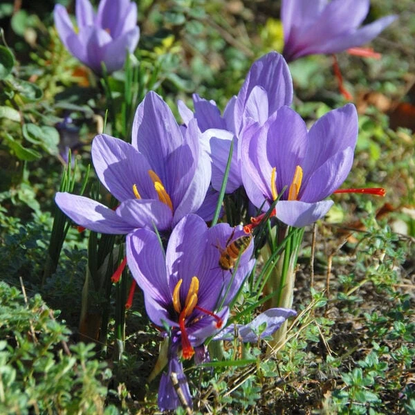 Crocus Sativus: Saffron Crocus 5 Crocus Sativus: Saffron Crocus - Image 3