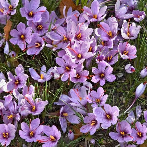 Crocus Sativus: Saffron Crocus 4 Crocus Sativus: Saffron Crocus - Image 2