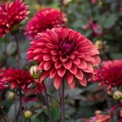 Dahlia 'Danique' 15 Dahlia 'Danique' -Garden Bloomy Shop x600 39586