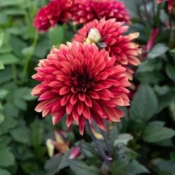 Dahlia 'Danique' 16 Dahlia 'Danique' -Garden Bloomy Shop x600 39587