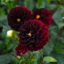 Dahlia 'La Recoleta' -Garden Bloomy Shop x600 39590