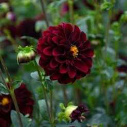 Dahlia 'La Recoleta' -Garden Bloomy Shop x600 39591