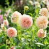 Dahlia 'Sweet Suzanne' 2 Dahlia 'Sweet Suzanne' -Garden Bloomy Shop x600 39620
