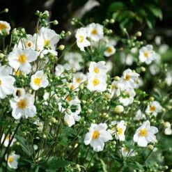 Anemone X Hybrida 'Honorine Jobert' -Garden Bloomy Shop x600 39621