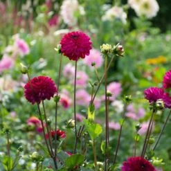 Dahlia 'Romantica' -Garden Bloomy Shop x600 39623