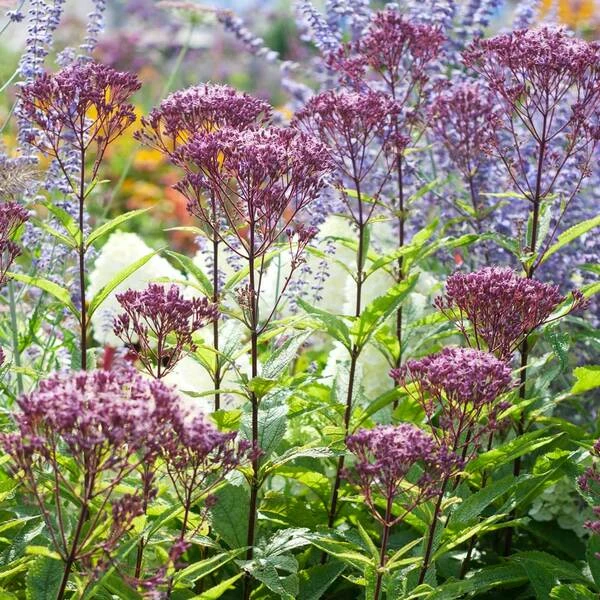Eupatorium Purpureum Euphoria™ Ruby 4 Eupatorium Purpureum Euphoria™ Ruby - Image 2