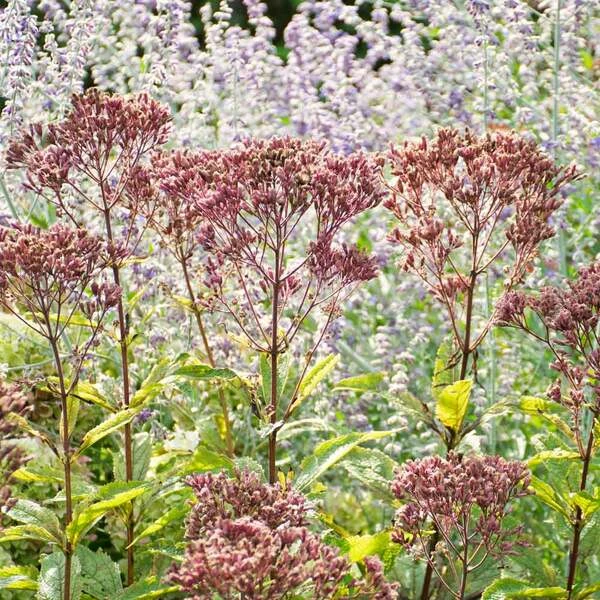 Eupatorium Purpureum Euphoria™ Ruby 5 Eupatorium Purpureum Euphoria™ Ruby - Image 3
