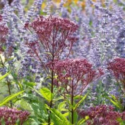 Eupatorium Purpureum Euphoria™ Ruby 9 Eupatorium Purpureum Euphoria™ Ruby -Garden Bloomy Shop x600 39627