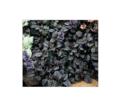 Ajuga Reptans 'Black Scallop' -Garden Bloomy Shop x600 3967
