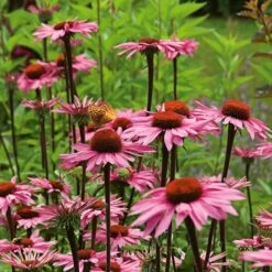 Echinacea Purpurea Prairie Pillars™ 'Merlot' 8 Echinacea Purpurea Prairie Pillars™ 'Merlot' -Garden Bloomy Shop x600 39681