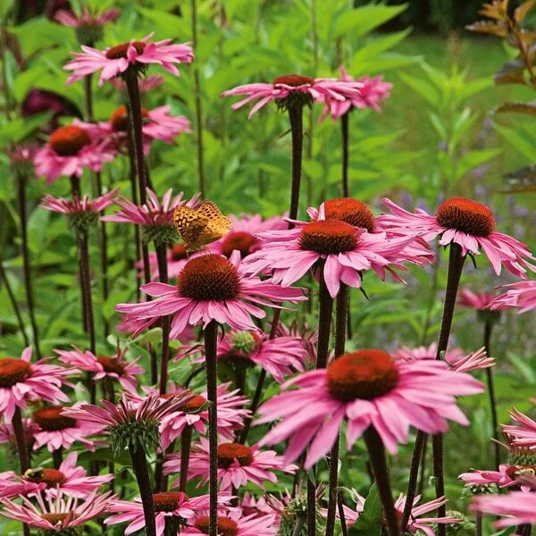 Echinacea Purpurea Prairie Pillars™ 'Merlot' 4 Echinacea Purpurea Prairie Pillars™ 'Merlot' - Image 2