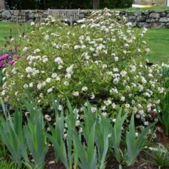 Viburnum Carlesii Spice Baby™ -Garden Bloomy Shop x600 39724