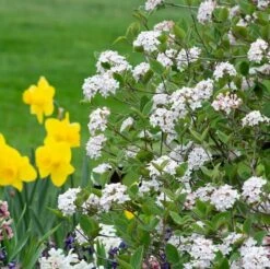 Viburnum Carlesii Spice Baby™ -Garden Bloomy Shop x600 39725