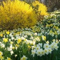 The Works Daffodil Mix