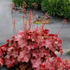 Four Of A Kind Heuchera -Garden Bloomy Shop x600 39750