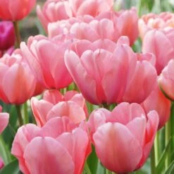 Tulip 'Pink Impression' 12 Tulip 'Pink Impression' -Garden Bloomy Shop x600 39784