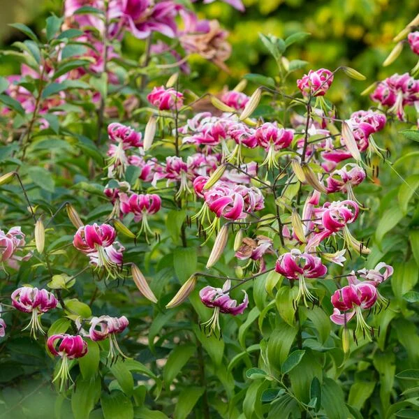 Lilium 'Black Beauty' 5 Lilium 'Black Beauty' - Image 3