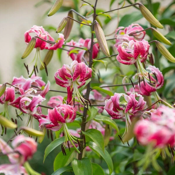 Lilium 'Black Beauty' 6 Lilium 'Black Beauty' - Image 4