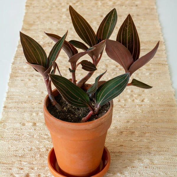 Jewel Orchid In Terracotta Long Tom Pot With Saucer 5 Jewel Orchid In Terracotta Long Tom Pot With Saucer - Image 3