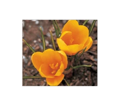 Farewell To Winter Crocus Mix 15 Farewell To Winter Crocus Mix -Garden Bloomy Shop x600 4014
