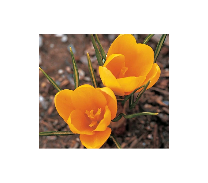 Farewell To Winter Crocus Mix 8 Farewell To Winter Crocus Mix - Image 6