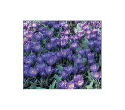 Farewell To Winter Crocus Mix 16 Farewell To Winter Crocus Mix -Garden Bloomy Shop x600 4015