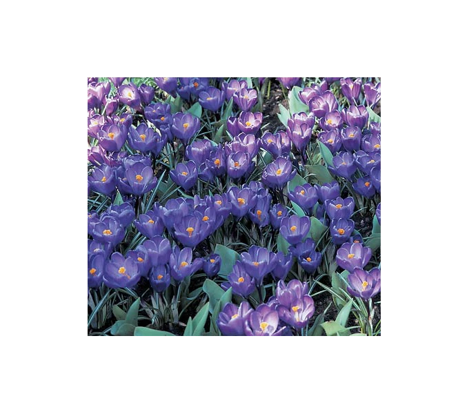 Farewell To Winter Crocus Mix 9 Farewell To Winter Crocus Mix - Image 7