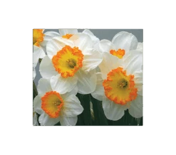 Weatherproof Large-Cupped Daffodil Mix -Garden Bloomy Shop x600 4020