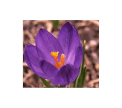 Farewell To Winter Crocus Mix 14 Farewell To Winter Crocus Mix -Garden Bloomy Shop x600 4024