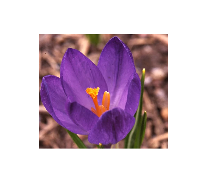 Farewell To Winter Crocus Mix 7 Farewell To Winter Crocus Mix - Image 5