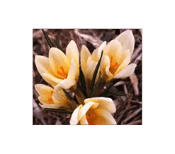 Farewell To Winter Crocus Mix 17 Farewell To Winter Crocus Mix -Garden Bloomy Shop x600 4050
