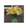 Weatherproof Large-Cupped Daffodil Mix